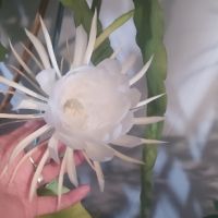Бял ароматен Епифилум- вкоренен, снимка 1 - Стайни растения - 45263883
