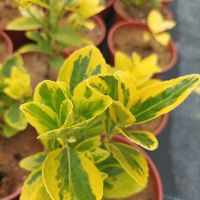 Евонимус Ауреа, студоустойчив и вечнозелен!!, снимка 4 - Градински цветя и растения - 44605545