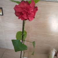 Китайска роза , снимка 1 - Стайни растения - 45463270