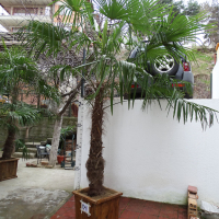 Студоустойчиви палми Трахикарпус в дървени саксии, снимка 13 - Градински цветя и растения - 44961425