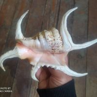 Раковина мида морски охлюв рапан Spider Conch Shell, снимка 2 - Декорация за дома - 45447687
