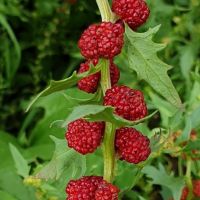 Гърличе (Свинска ягода), снимка 4 - Сортови семена и луковици - 45407446
