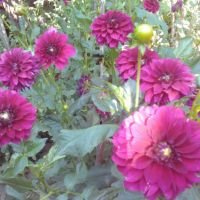 грудки за далии (гергини), снимка 2 - Градински цветя и растения - 45480302