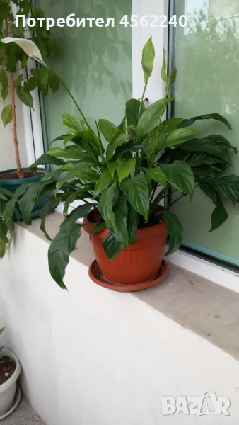 Спатифилум, снимка 1
