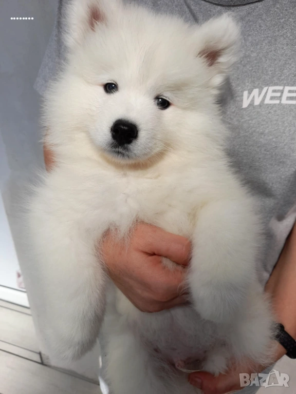 Самоед бебета, снимка 1