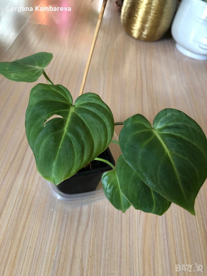 Philodendron Gloriosum , снимка 1