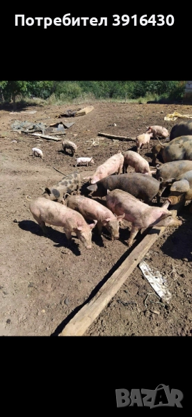 Прасета , снимка 1