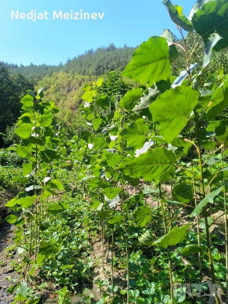 Топола , снимка 1