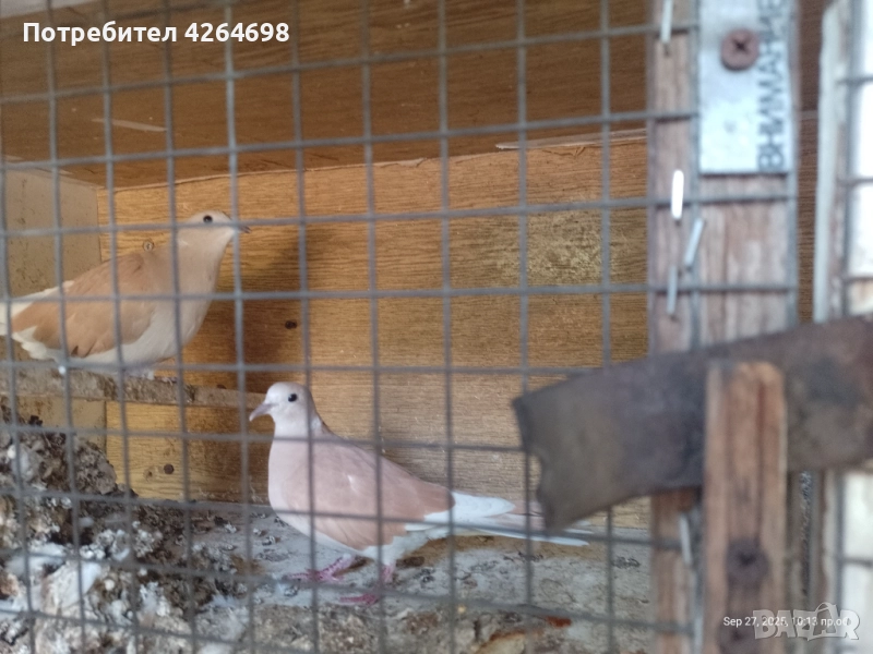 Гургутки и петлета, снимка 1