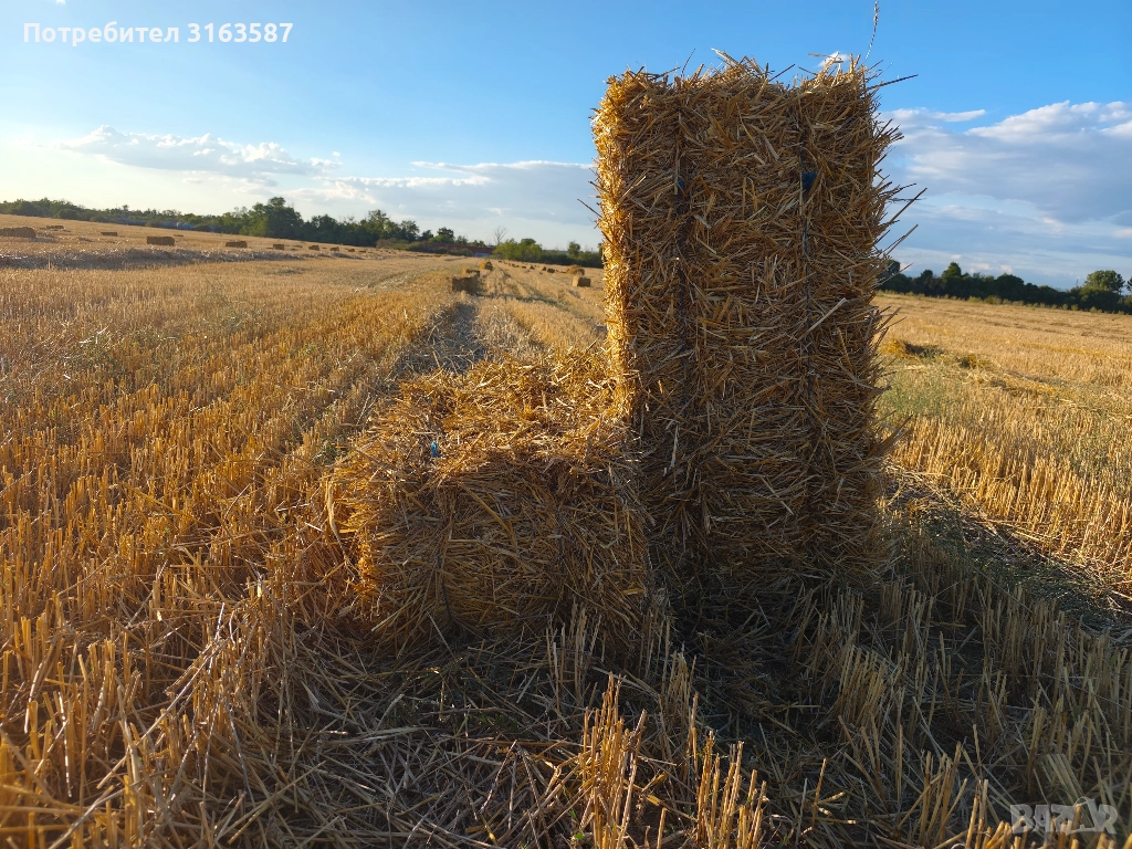 Пшенична слама , снимка 1