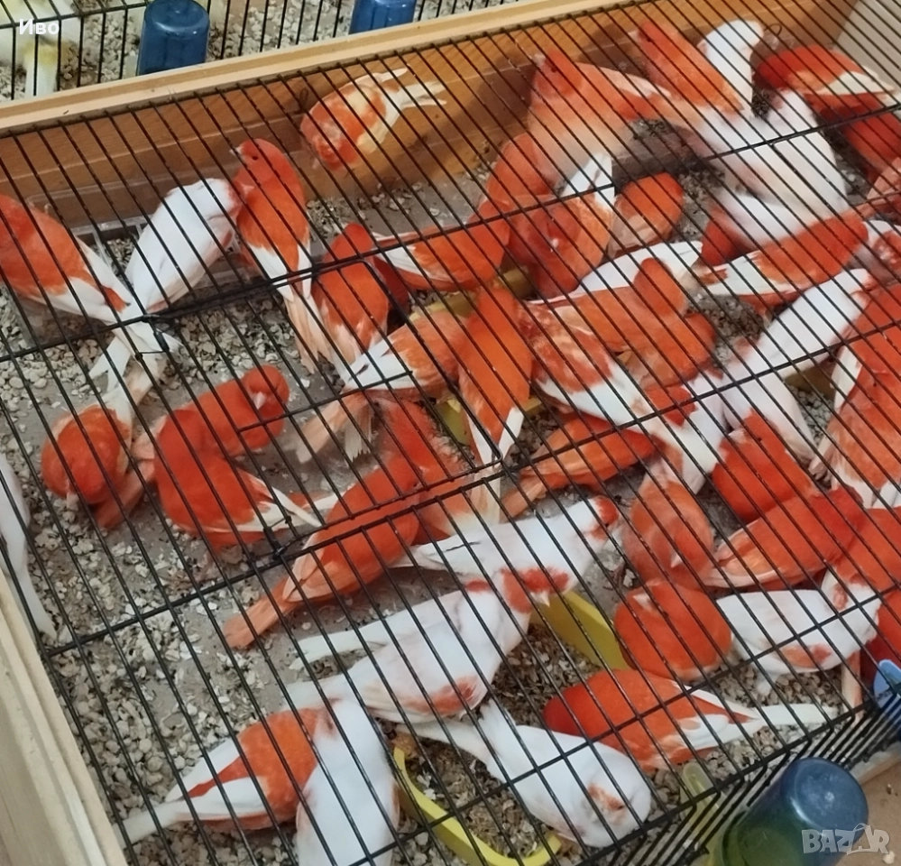 Червени и червена мозайка , снимка 1