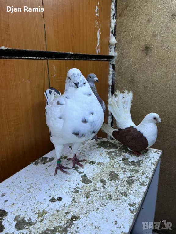 2 женски гълъба Американски кинг, снимка 1