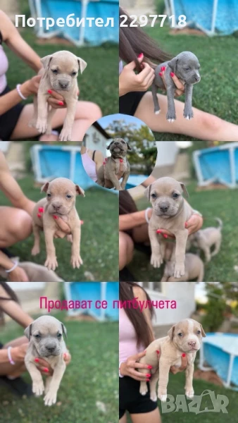 Питбулчета, снимка 1