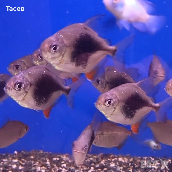 Блекбери 5см, снимка 1