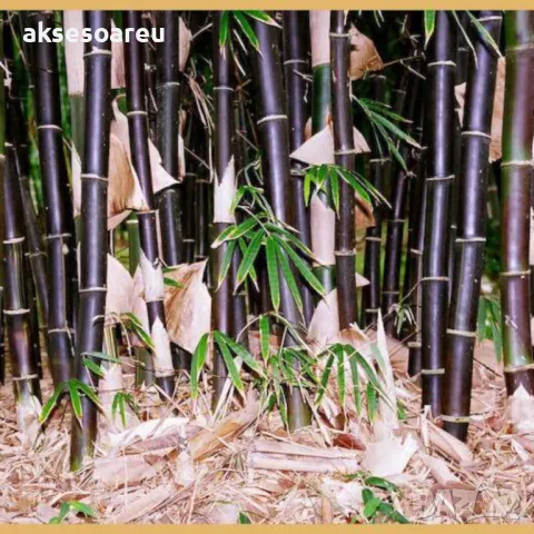 100 нови висококачествени семена Студоустойчив черен бамбук от САЩ за Декорация на дома и Градината , снимка 5 - Сортови семена и луковици - 49728001