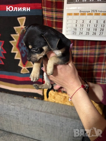 Пинчерчета , снимка 9 - Пинчер - 53748009