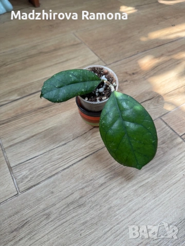 Хоя. Hoya Svetlana, снимка 3 - Стайни растения - 54001802