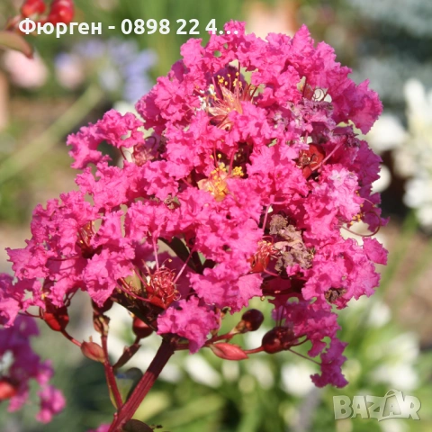 Лагерстремия - индийски люляк Налични 6 цвята , снимка 7 - Разсади - 41067069