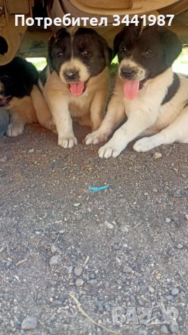 Малки кученца , снимка 3 - Каракачанска овчарка - 46412567