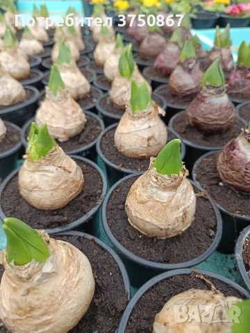 🌸🌿💞 Зюмбюл в саксия (Hyacinthus), снимка 17 - Градински цветя и растения - 53385103