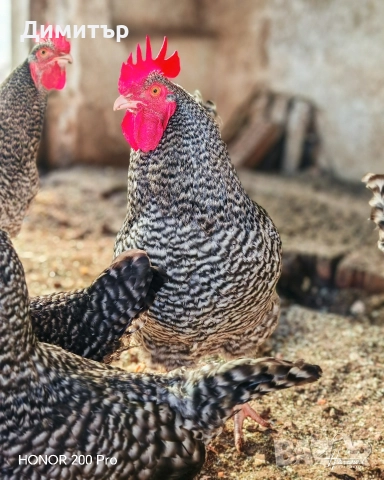 Разплодни яйца от Мехелен, снимка 3 - Кокошки и пуйки - 52938556