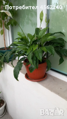 Спатифилум