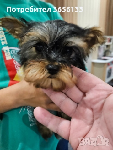 Мини йорки, снимка 4 - Търси партньор - 52640554