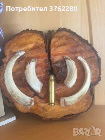 Трофей от Диво прасе