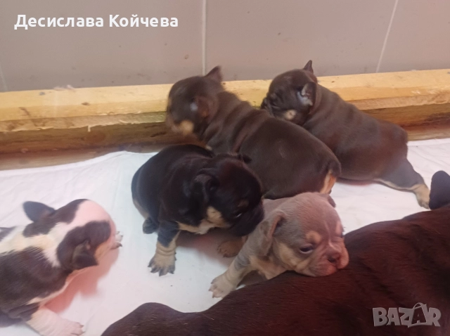 малки булдочета , снимка 5 - Френски булдог - 52907409