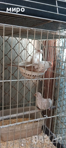 Двойка диамантени гугутки (страки)