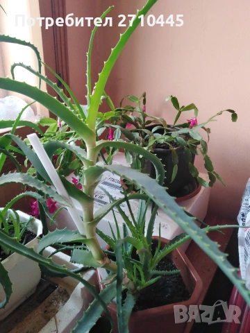 Лечебно Алое Вера и Дървовидно алое, снимка 12 - Стайни растения - 34336379