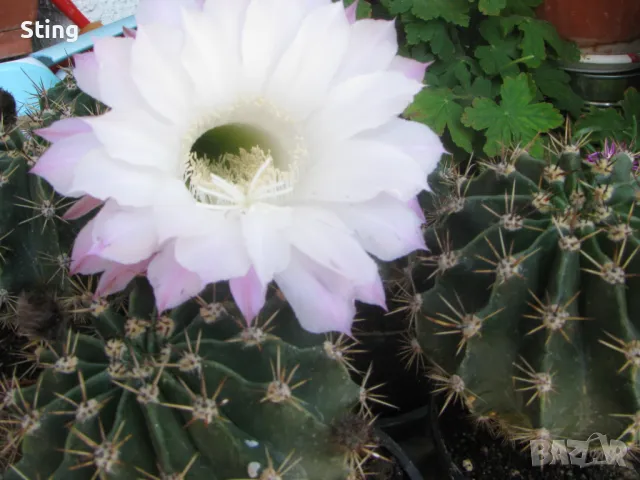 Кактус  , Ехинопсис / Echinopsis , Големи  Цветове