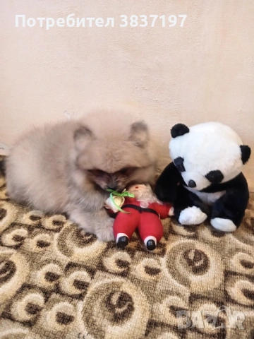 3 мъжки и 1 женско, снимка 9 - Померан - 52996319