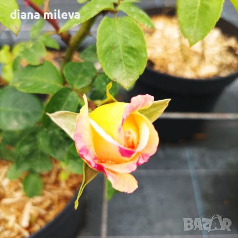 Роза „Мадам Мейланд“, Rose Madame A. Meilland, снимка 8 - Градински цветя и растения - 45829808