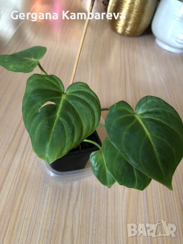 Philodendron Gloriosum 