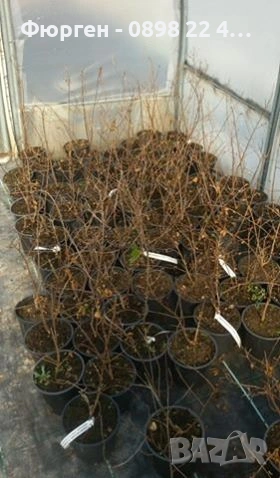 Лагерстремия - индийски люляк Налични 6 цвята , снимка 5 - Разсади - 41067069