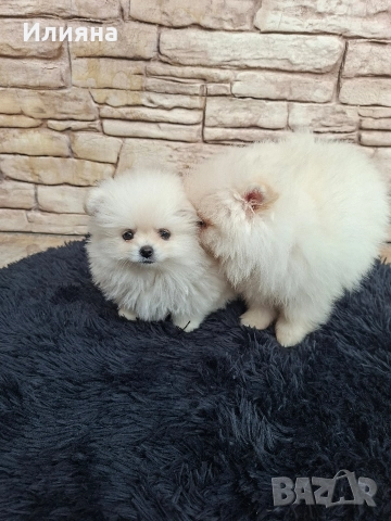 Померан мъжки и женски , снимка 5 - Померан - 52864873