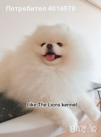 Померан от Корея за Разплод , снимка 3 - Померан - 53971097
