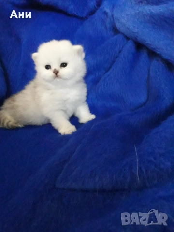 Момченце.Истинска Красота, снимка 2 - Други - 52293878