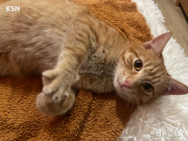 котарак си търси дом, снимка 6 - Други - 53178704