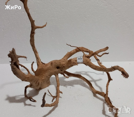 Корен от Азалия /декорация/ 45, снимка 3 - Други - 49874721