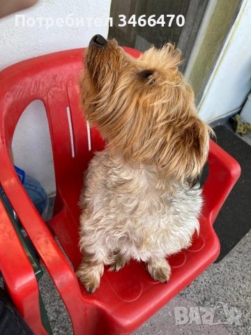 Йоркширски териер