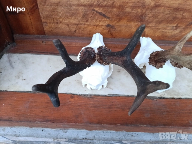 Трофей от сръндаци.Рога.2бр, снимка 4 - Други - 50266079