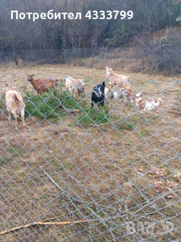 Продавам 5 броя кози и 5 броя козлета