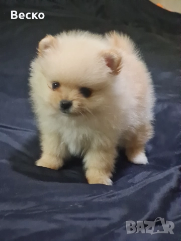 Померан мини мъжко , снимка 4 - Померан - 52932515