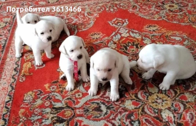 Лабрадор ретривър чистокръвни бели, снимка 4 - Лабрадор ретривър - 54096290