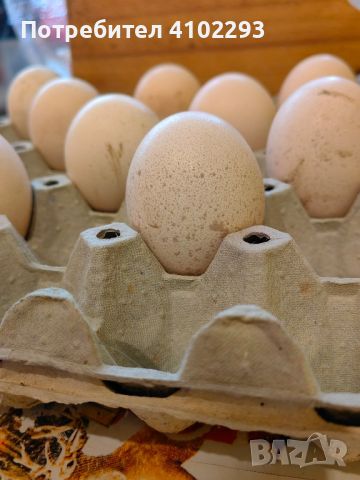 Продавам яйца от чернокрили пауни, снимка 2 - Други - 45806012