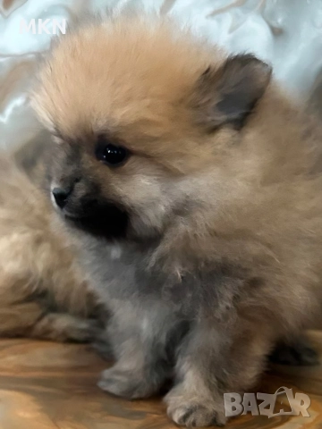 Померан с първа ваксина и паспорт , снимка 13 - Померан - 51940550