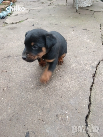 ягдтериер, снимка 9 - Ягдтериер - 52787759