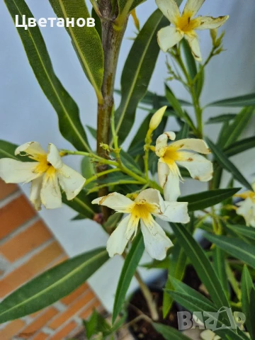 Олеандър (Зокум/Лян), снимка 5 - Стайни растения - 51011953